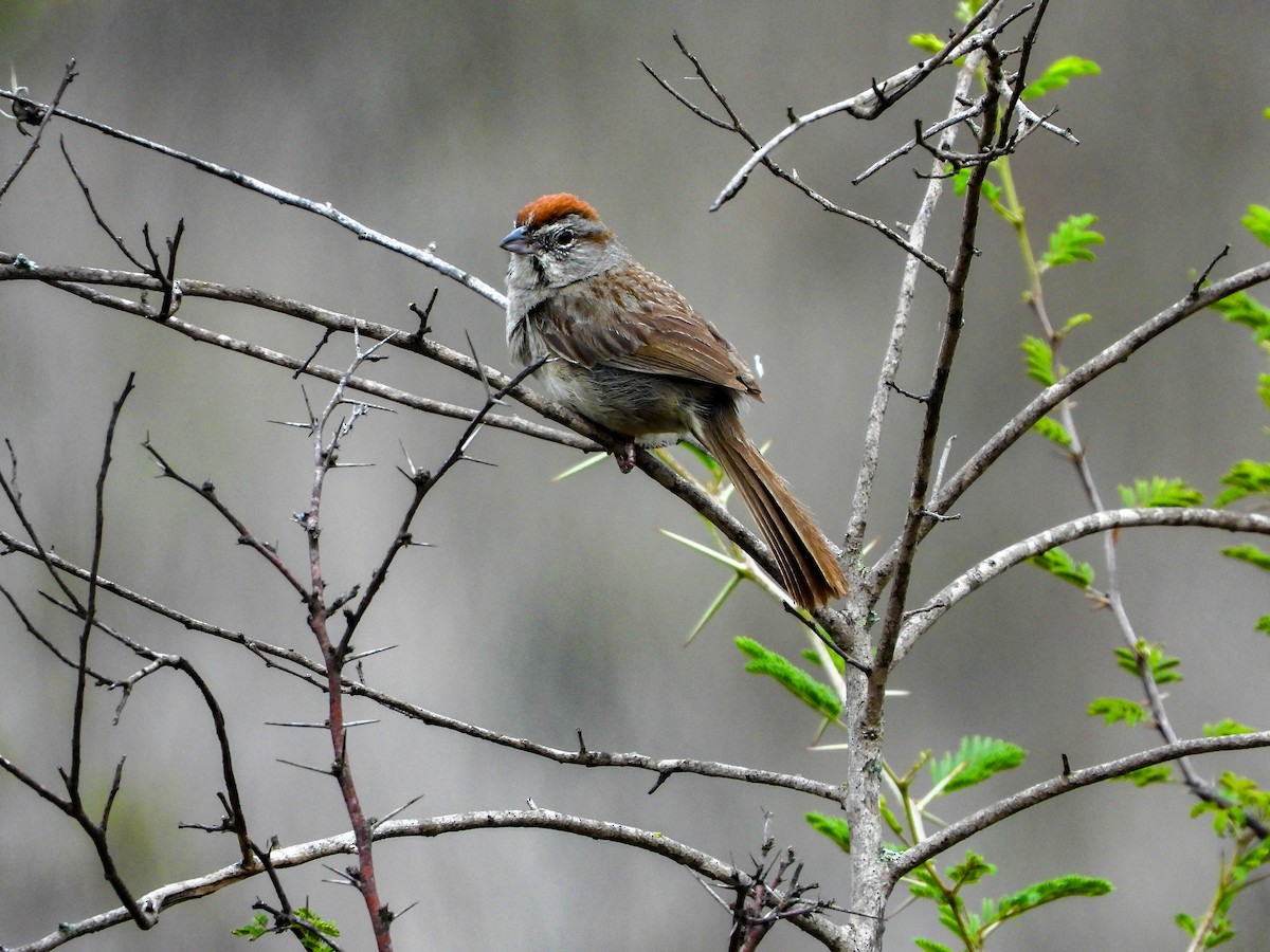 Rufous-crowned Sparrow - ML620768303