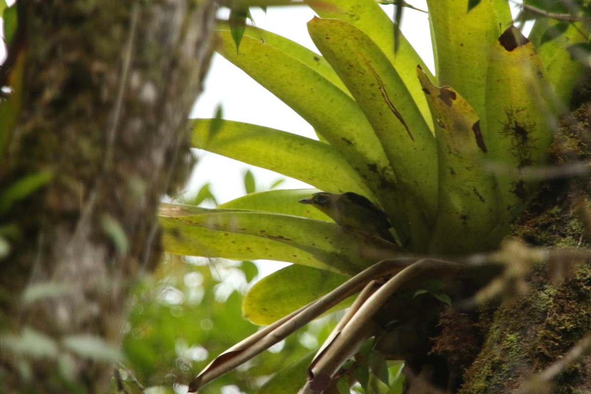 Slaty-capped Shrike-Vireo - ML620768304