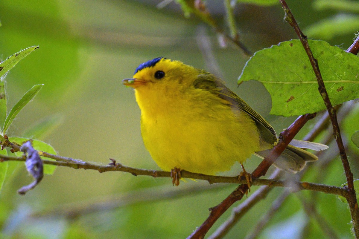 Wilson's Warbler - ML620768312