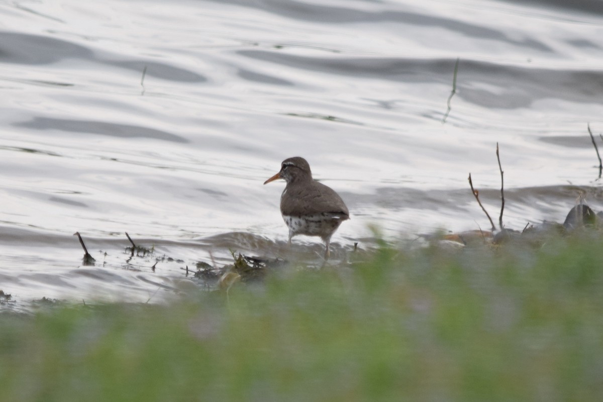 Spotted Sandpiper - ML620768313