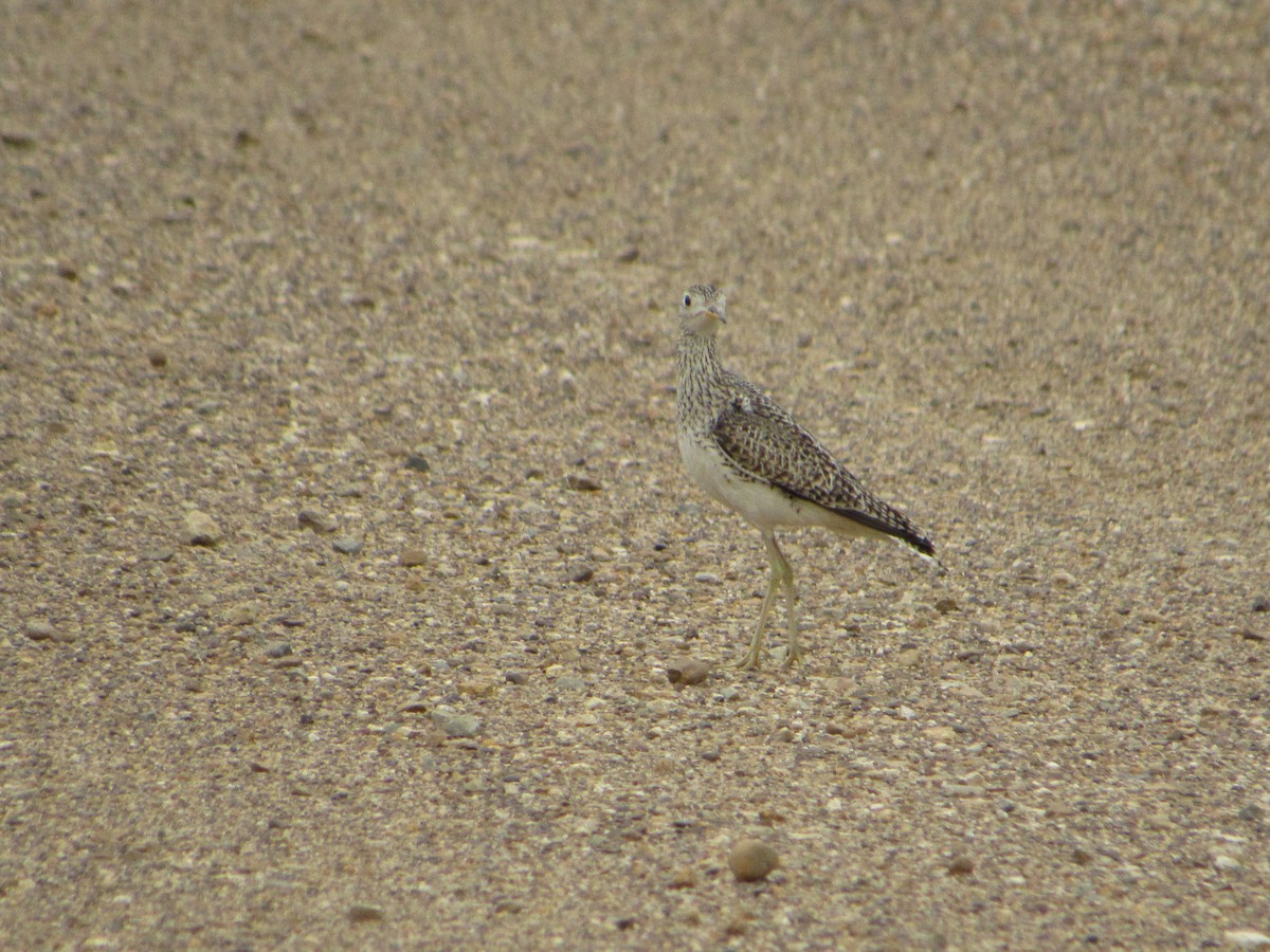 Upland Sandpiper - ML620768315