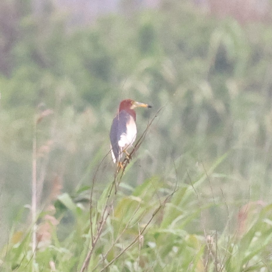 Chinese Pond-Heron - ML620768316