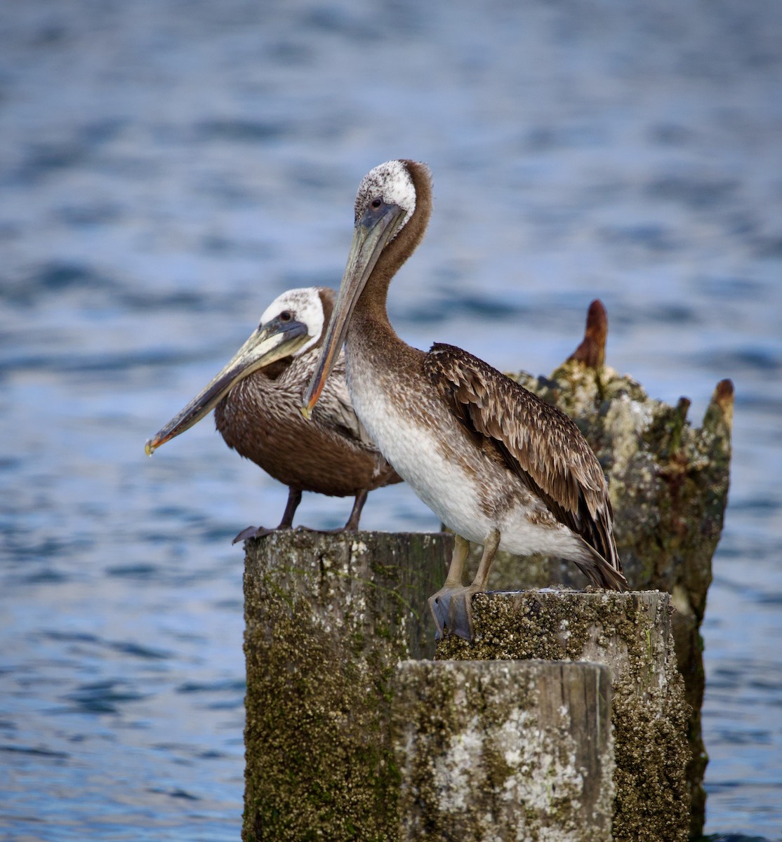 Brown Pelican - ML620768318