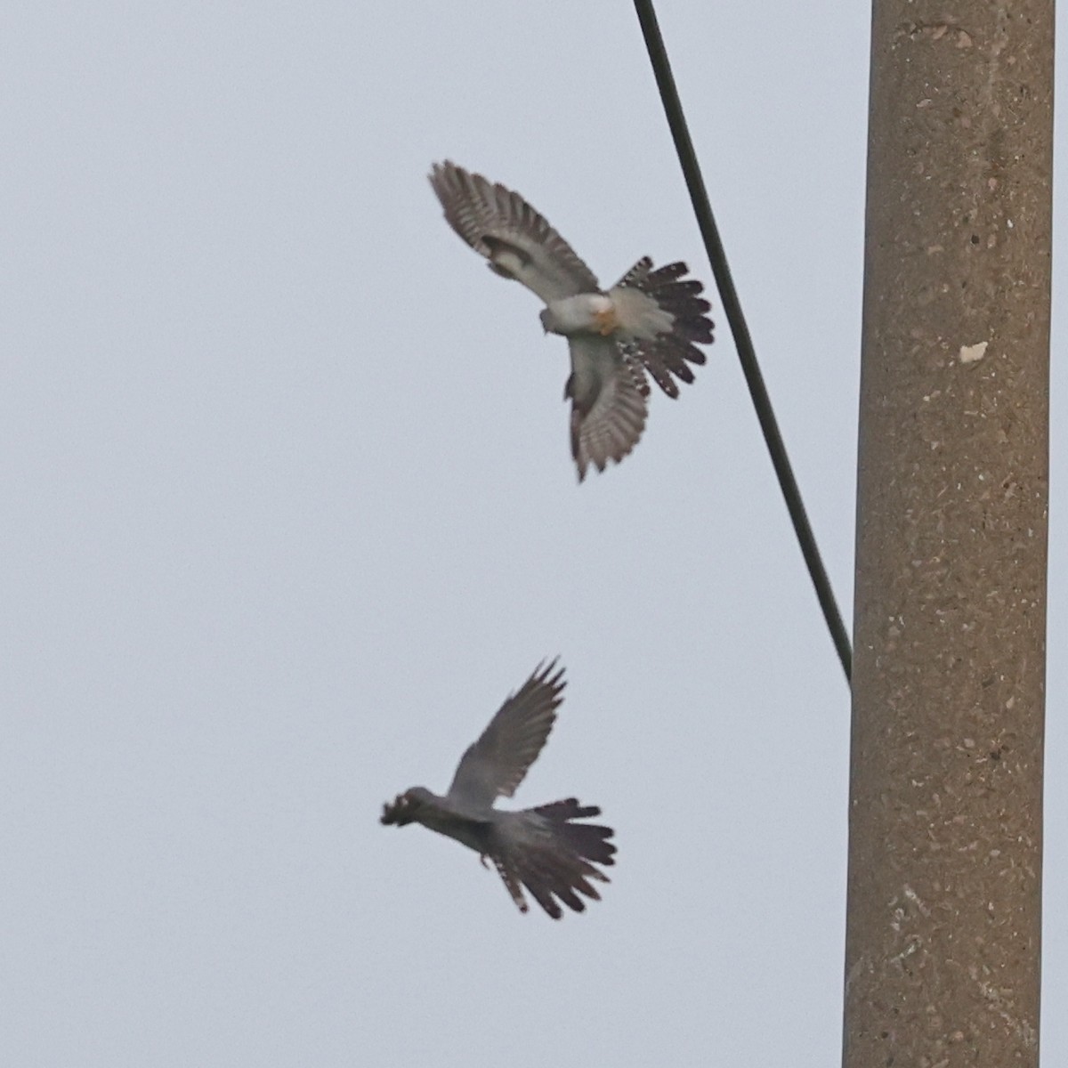 Common Cuckoo - ML620768319