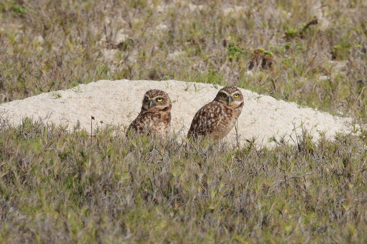 Burrowing Owl - ML620768320