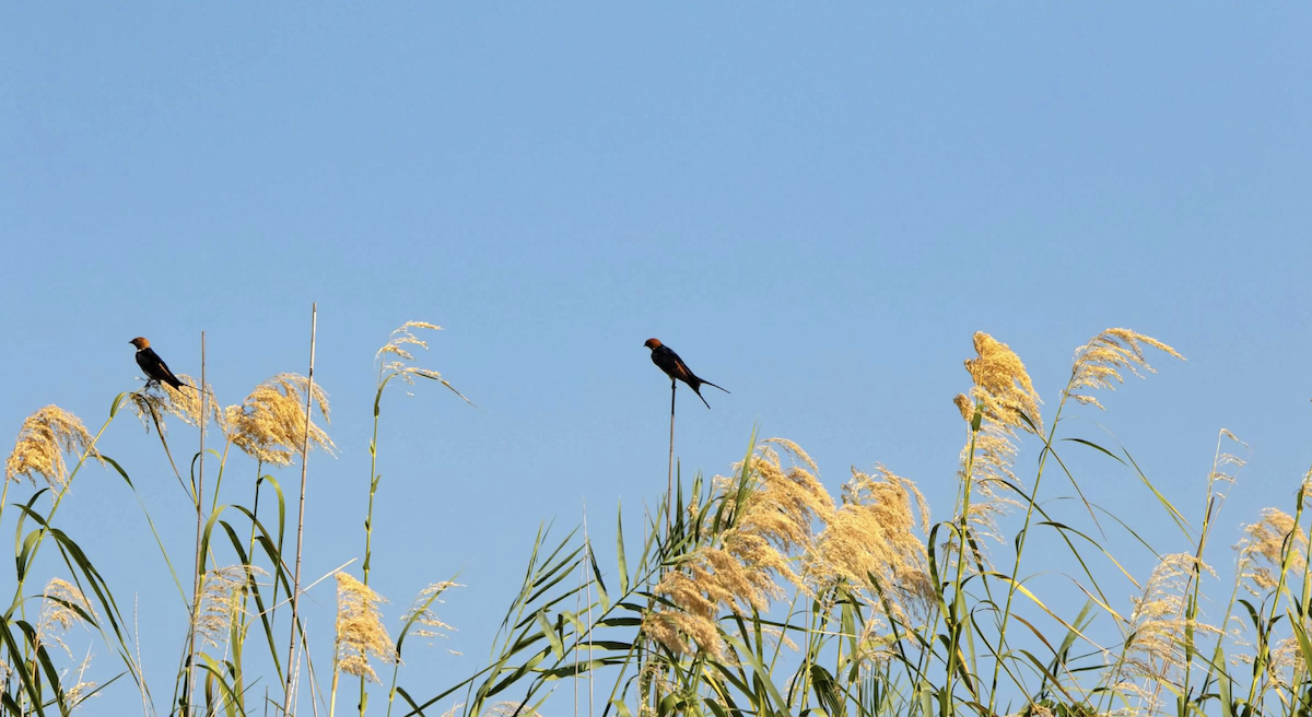 Lesser Striped Swallow - ML620768326