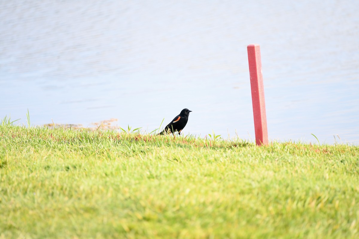 Red-winged Blackbird - ML620768339