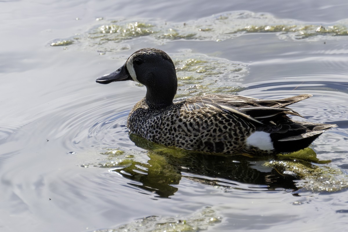 Blue-winged Teal - ML620768345