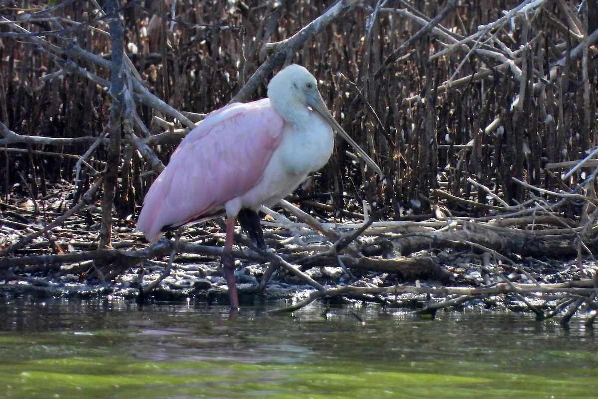 Roseate Spoonbill - Glenda Tromp