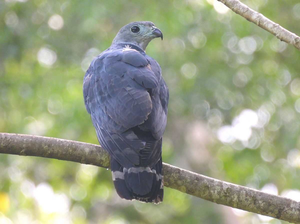 Gray-headed Kite - ML620768356