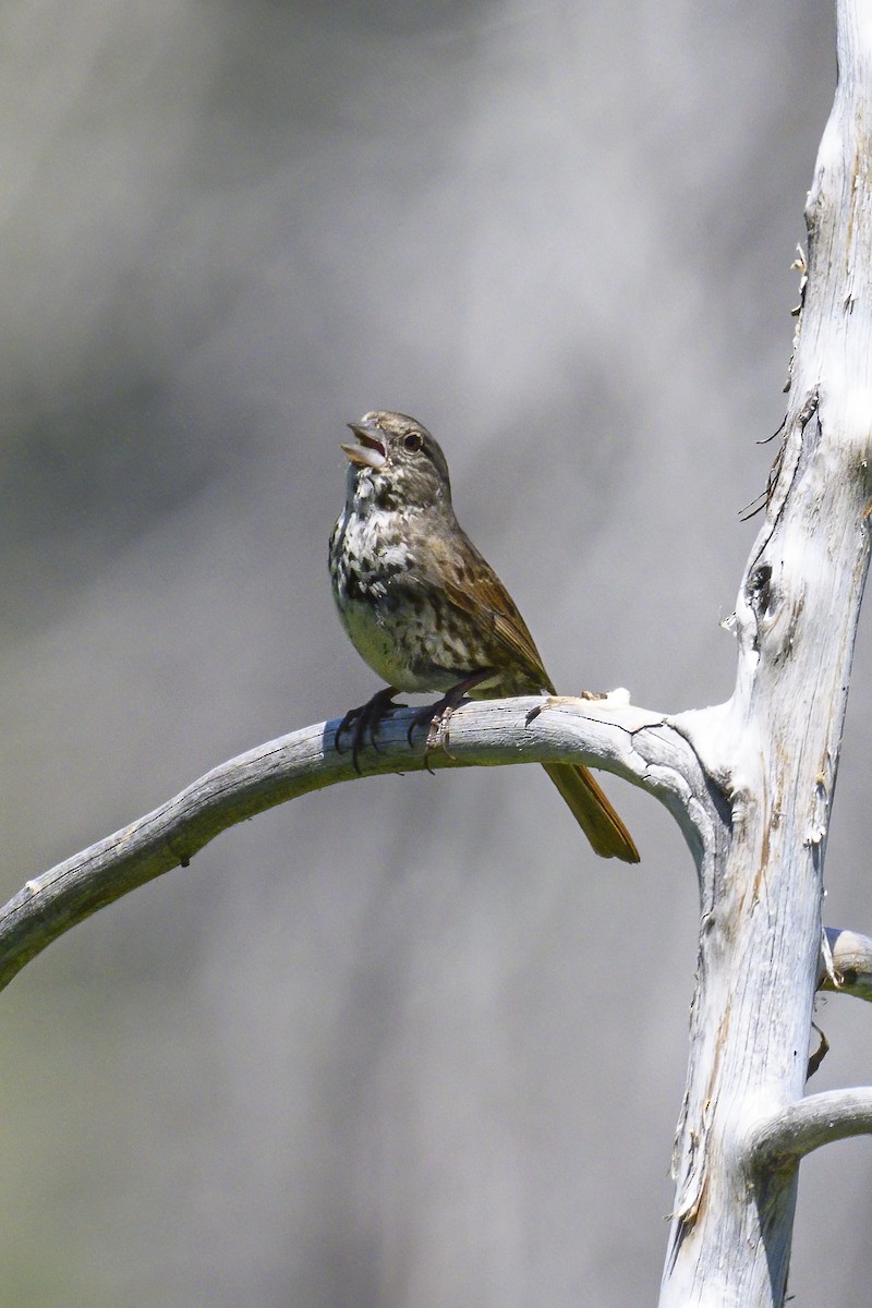 Fox Sparrow (Thick-billed) - ML620768357