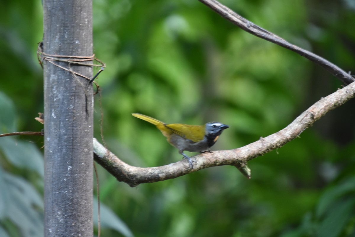 Buff-throated Saltator - Jerry Davis