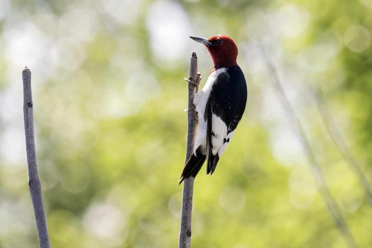 Red-headed Woodpecker - ML620768359