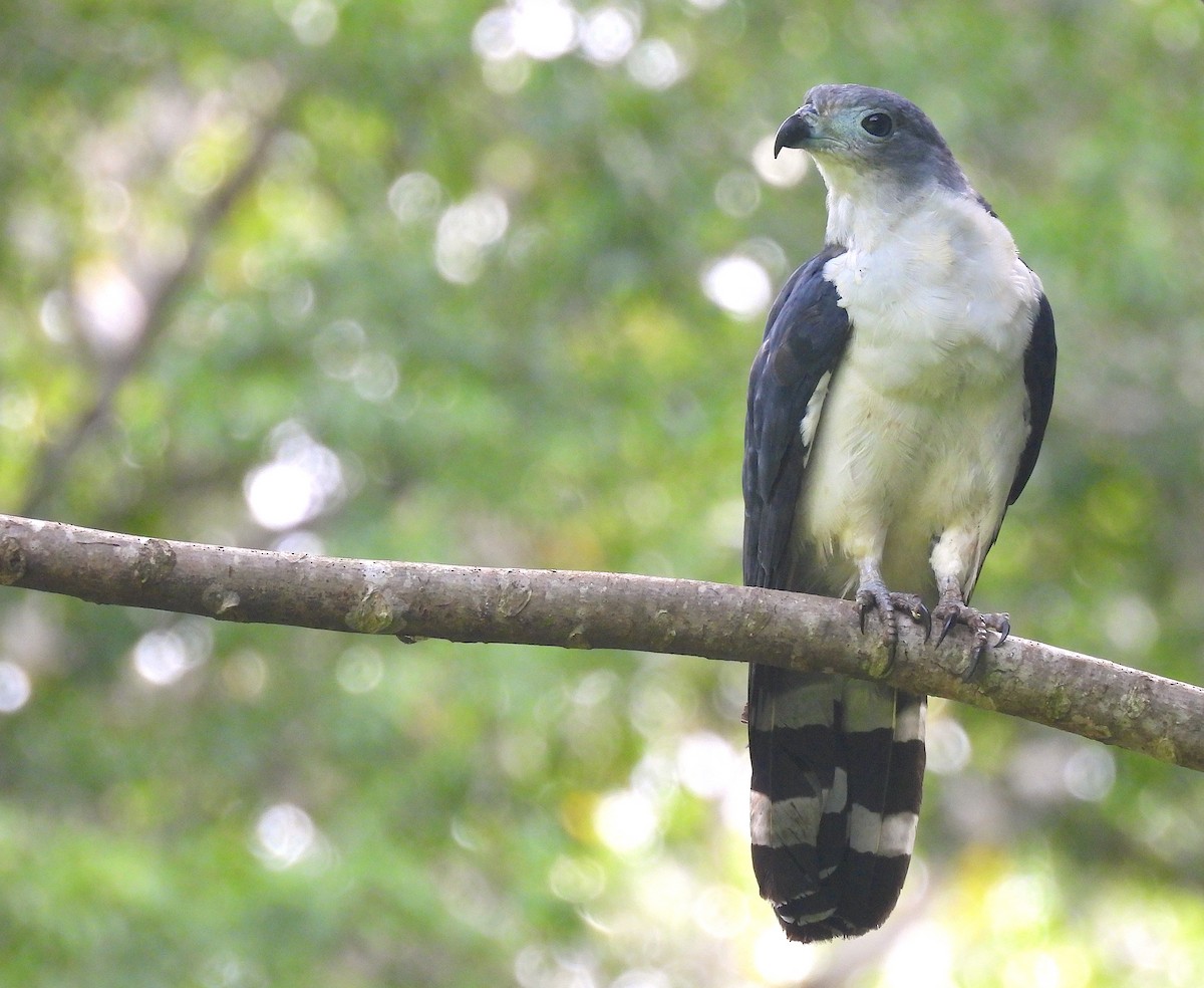 Gray-headed Kite - ML620768360