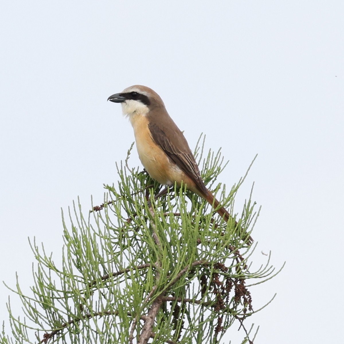 Brown Shrike - ML620768361