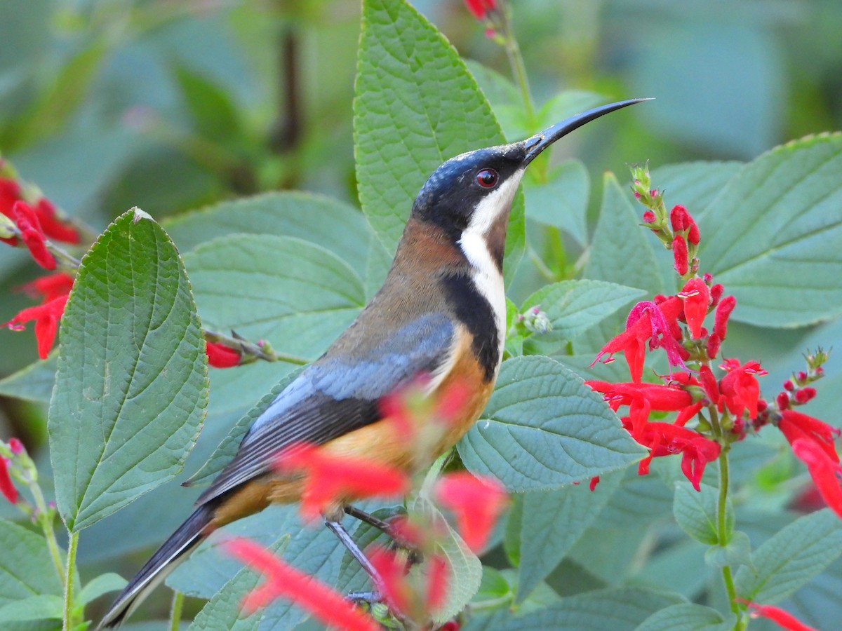 Eastern Spinebill - ML620768363