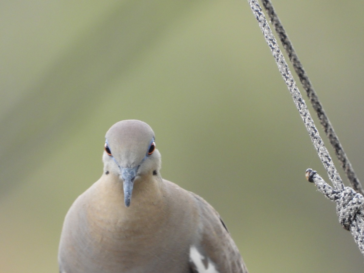 White-winged Dove - ML620768366