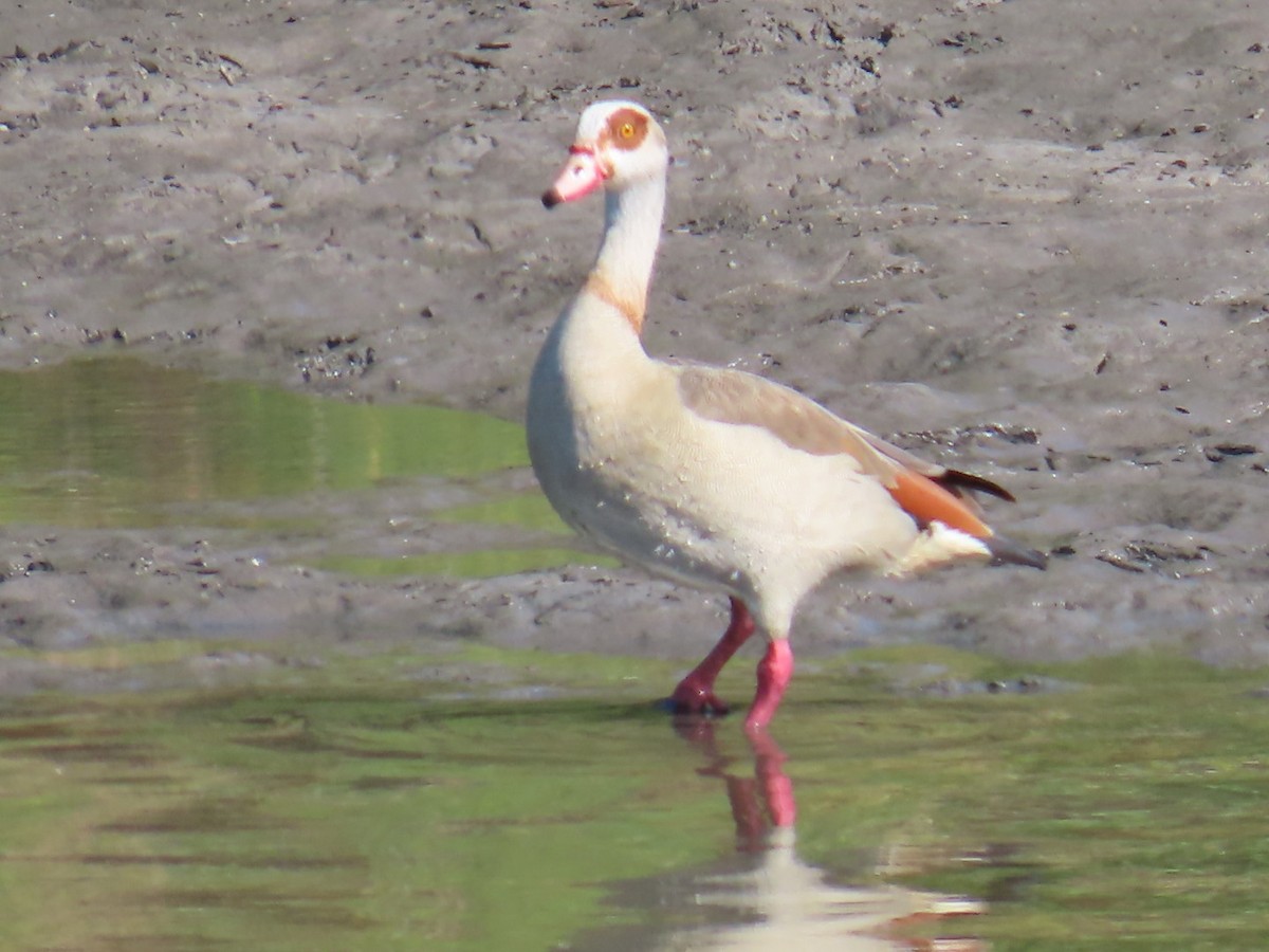 Egyptian Goose - ML620768368