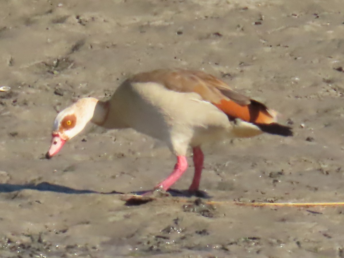 Egyptian Goose - ML620768369