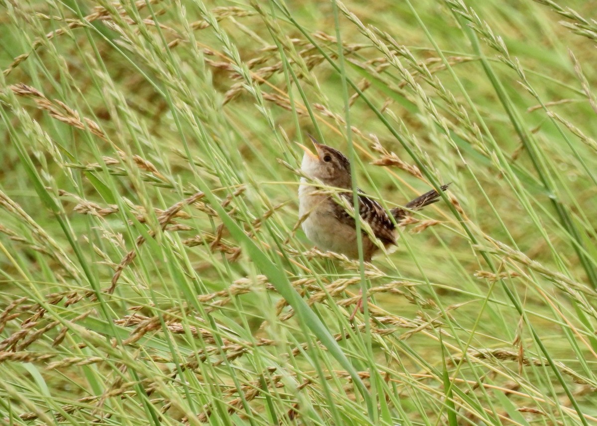 Sedge Wren - ML620768370