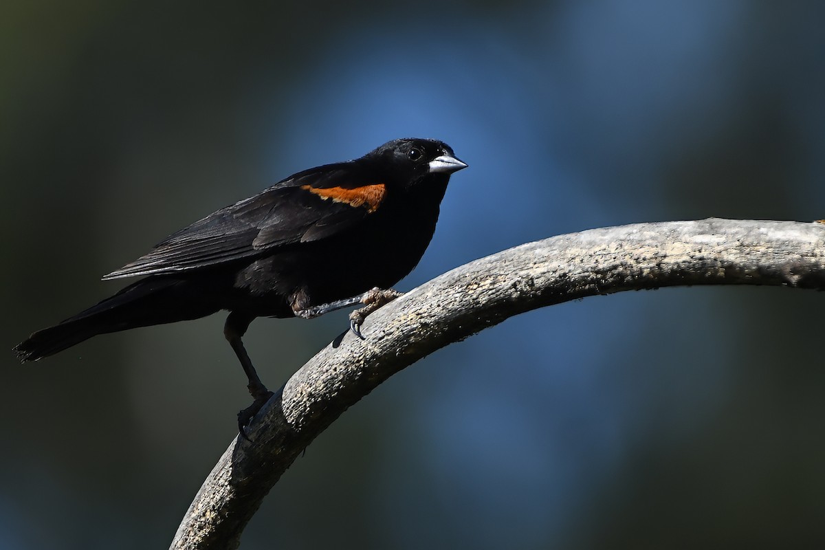 Red-winged Blackbird - ML620768373