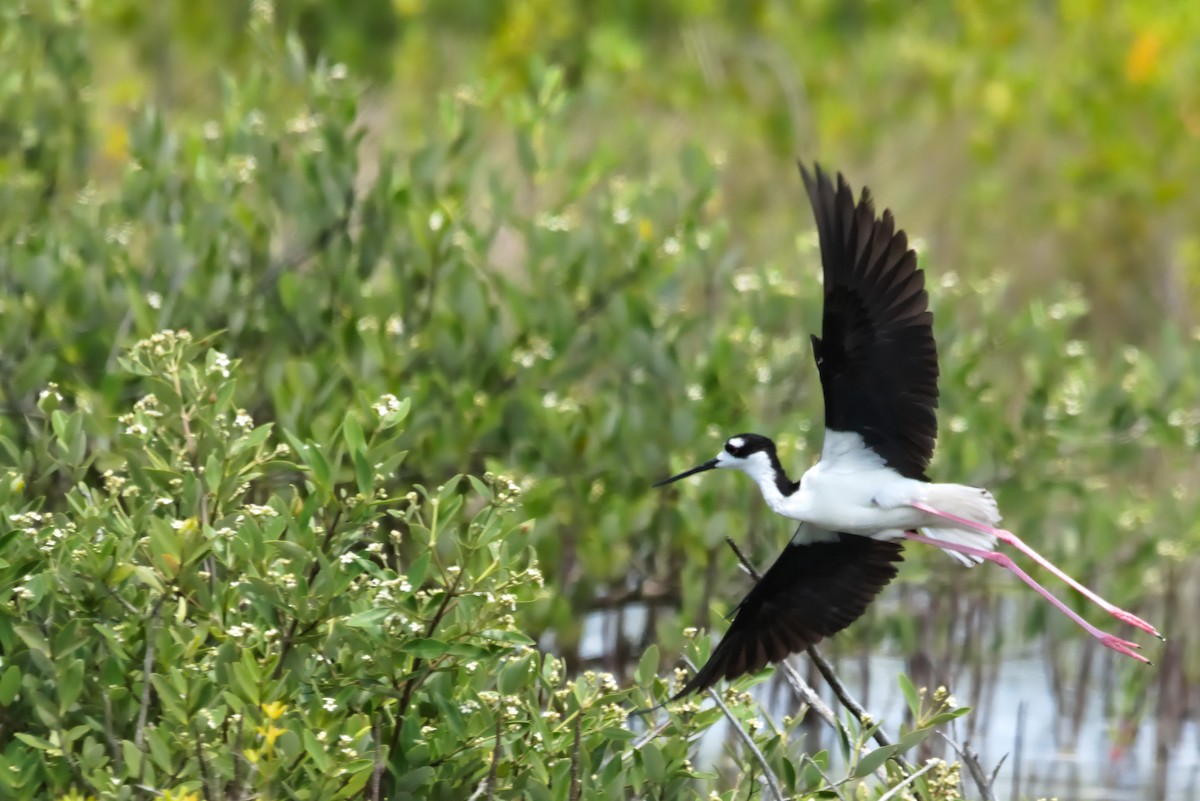 Black-necked Stilt - ML620768374