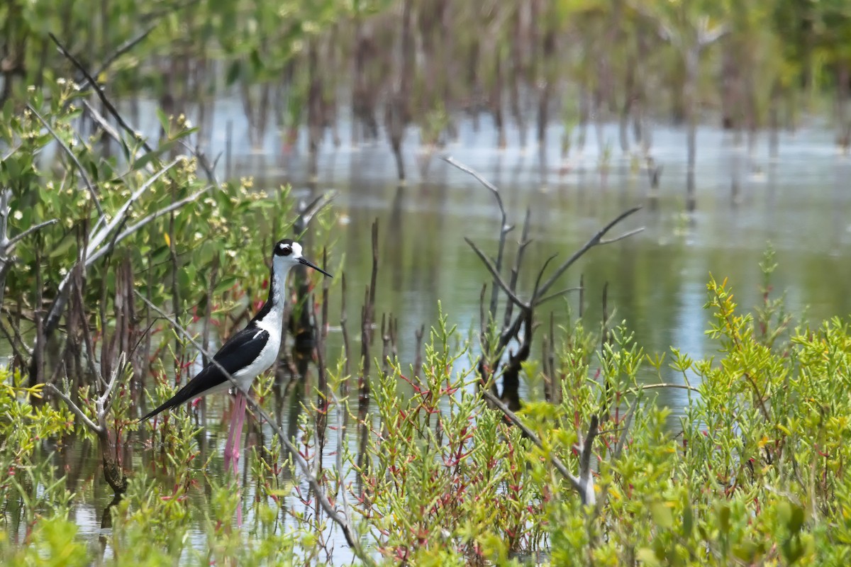 Black-necked Stilt - ML620768375