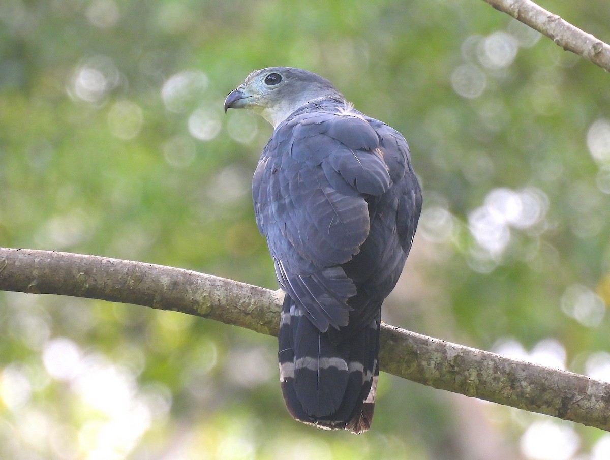 Gray-headed Kite - Hannah Floyd