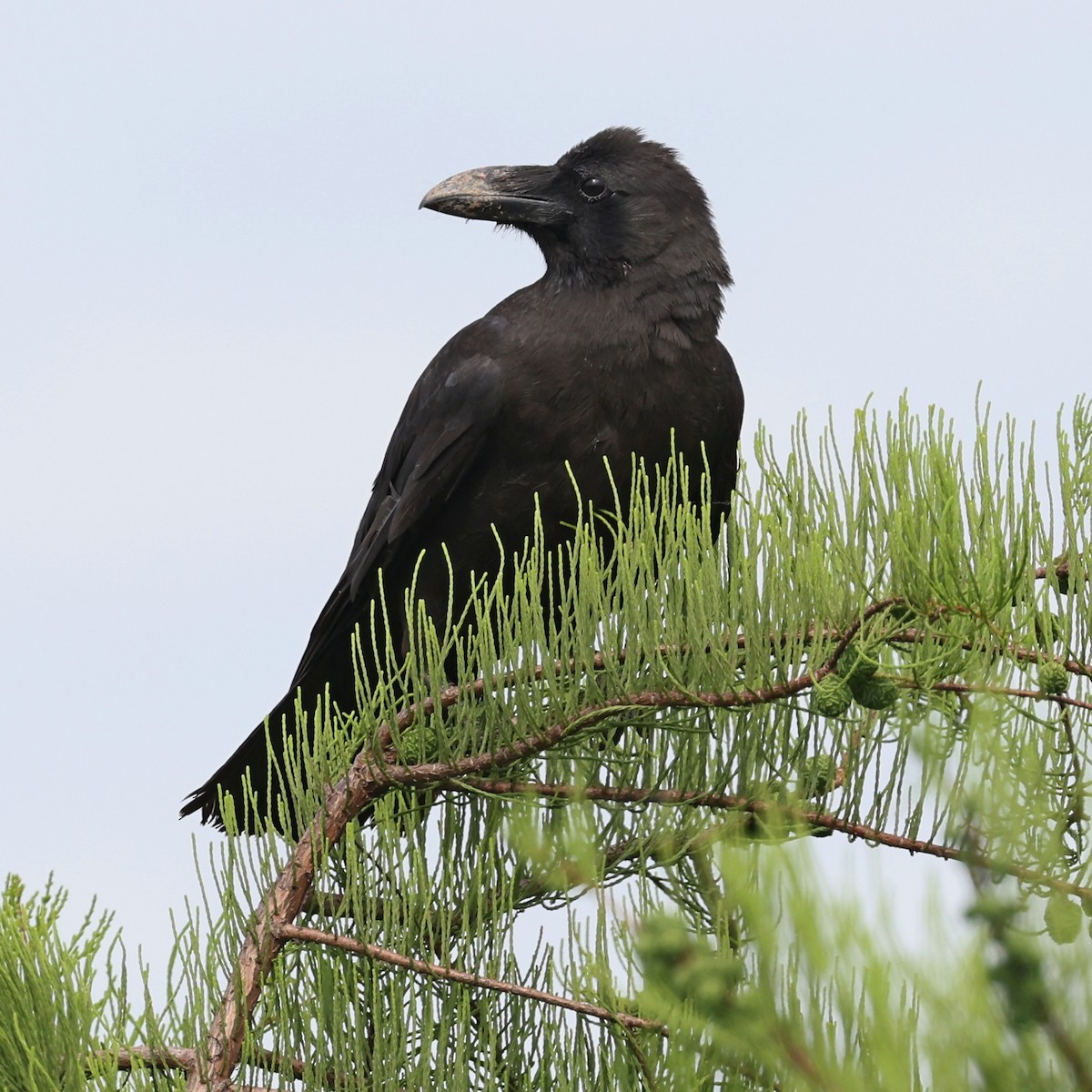 Large-billed Crow - ML620768378