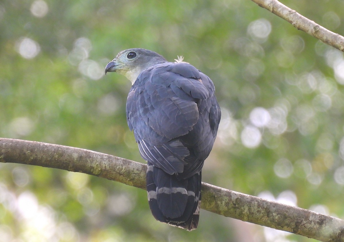 Gray-headed Kite - Hannah Floyd