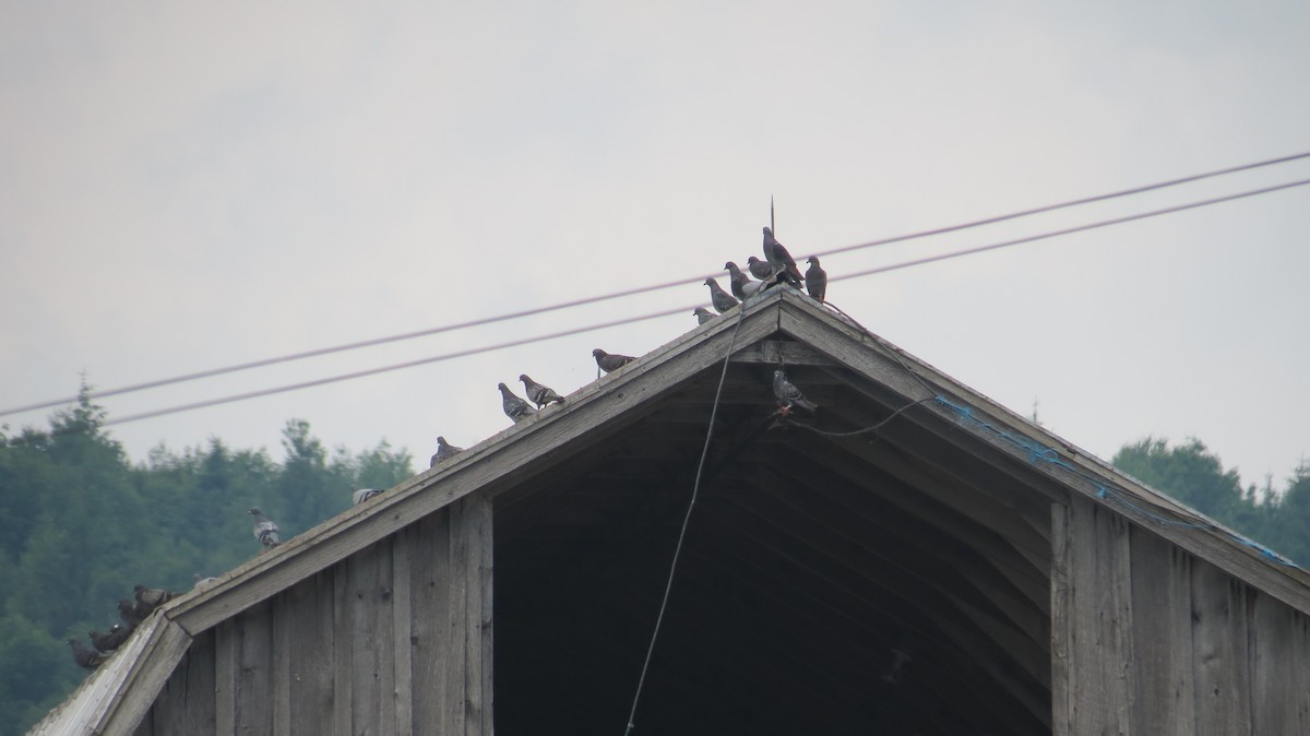 Rock Pigeon (Feral Pigeon) - ML620768383