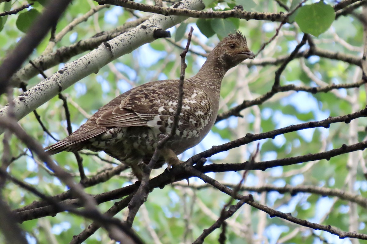 Dusky Grouse - ML620768387