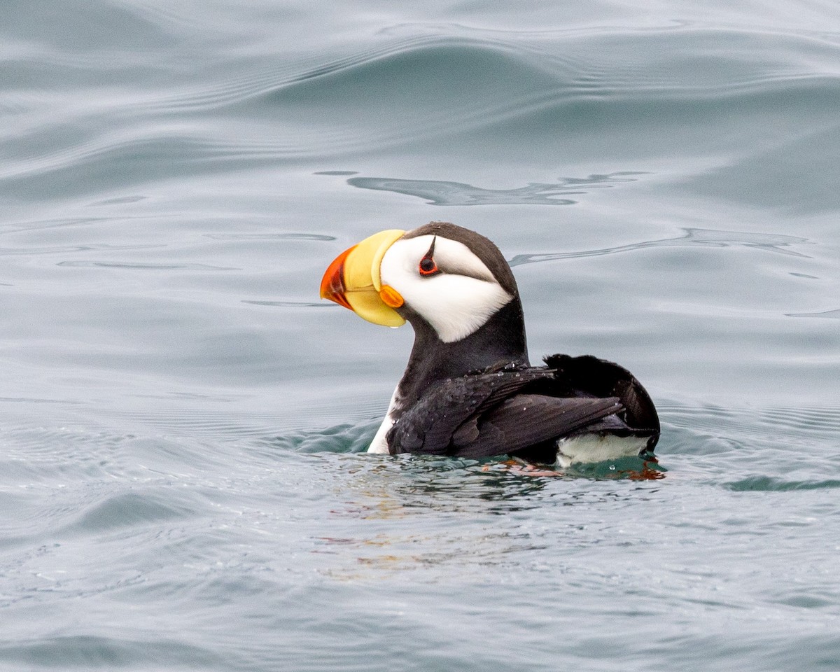 Horned Puffin - ML620768388