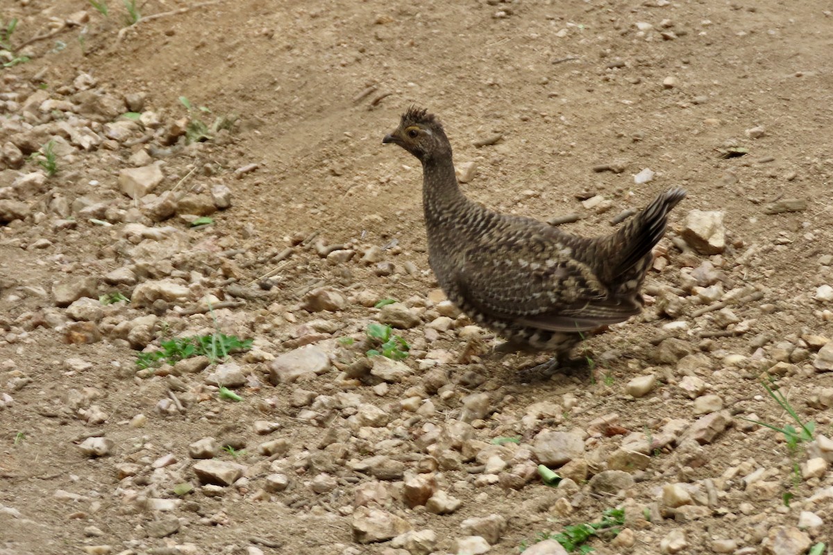 Dusky Grouse - ML620768390