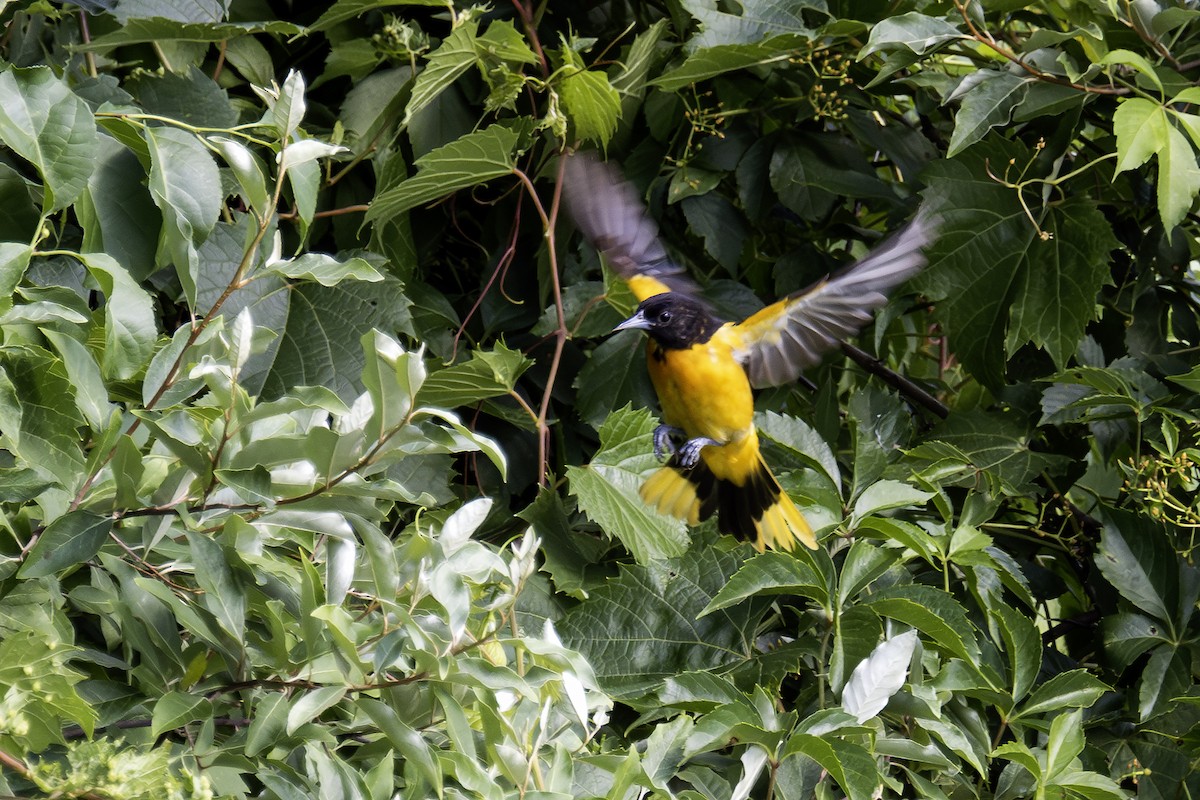 Baltimore Oriole - ML620768392