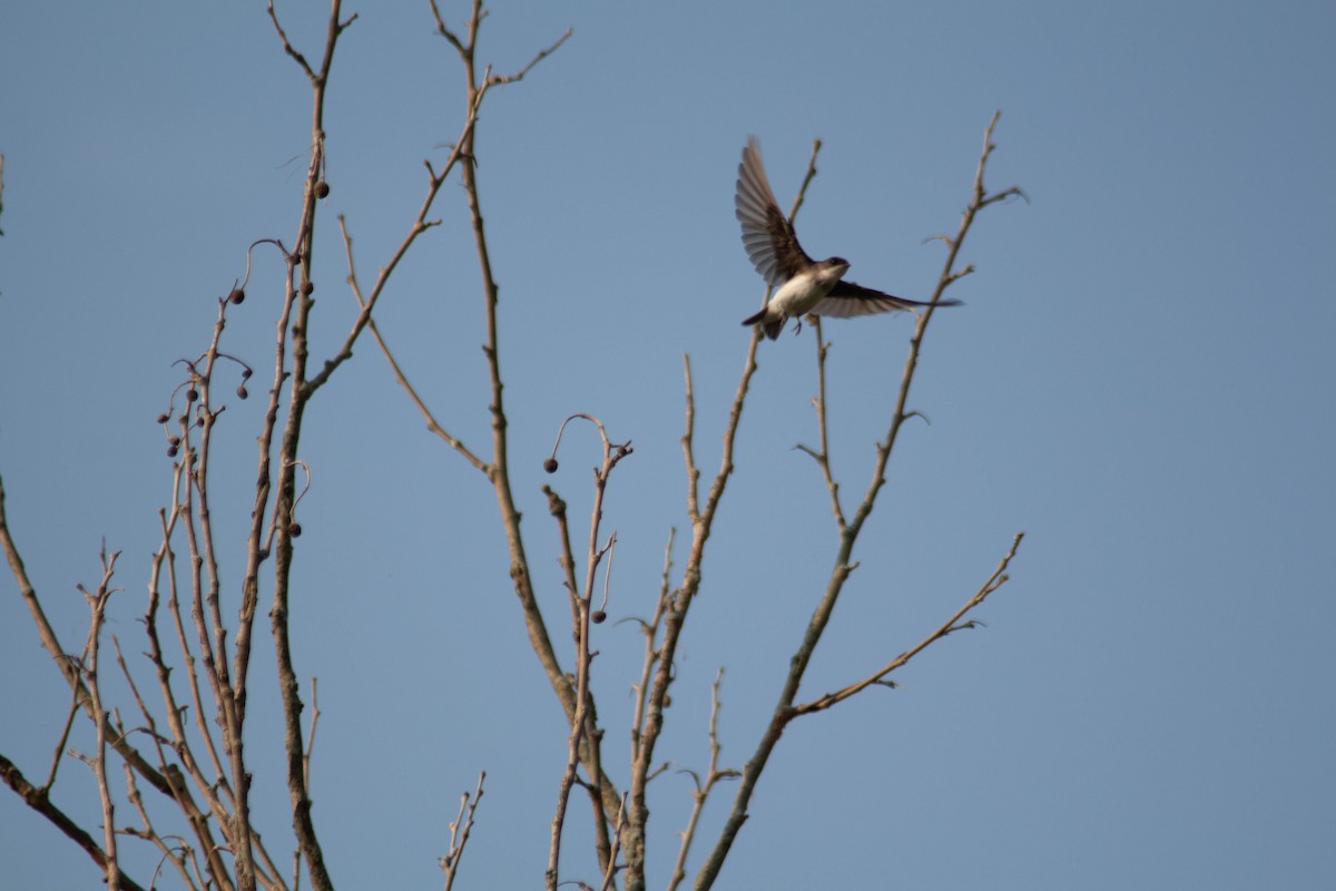 Northern Rough-winged Swallow - ML620768394