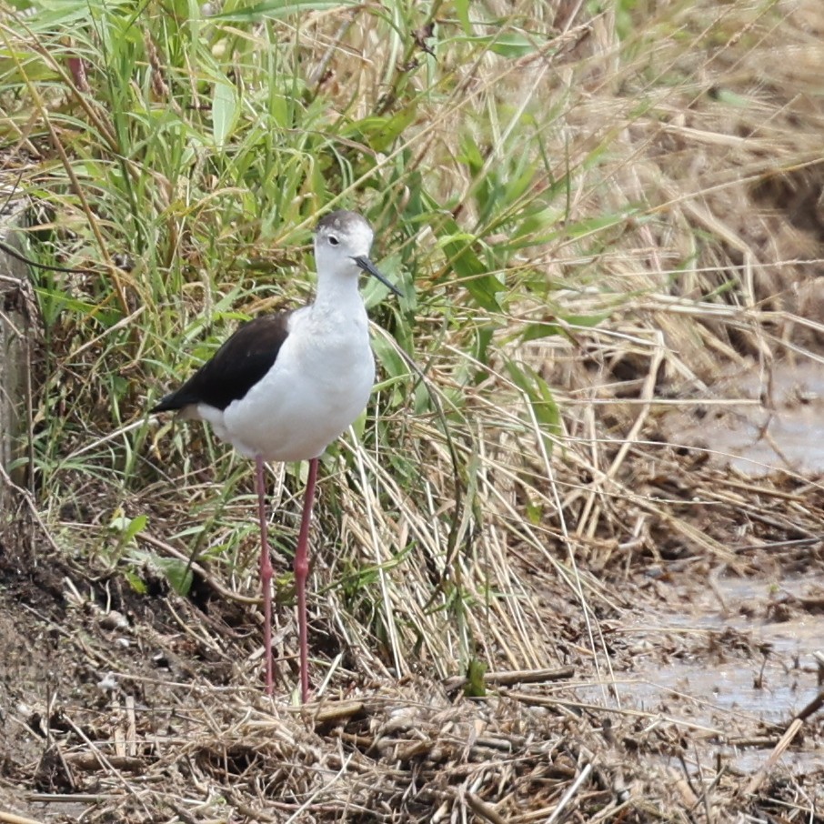 Black-winged Stilt - Steve Mannix