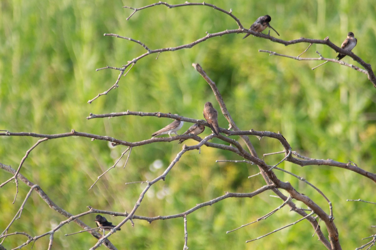 Northern Rough-winged Swallow - ML620768397