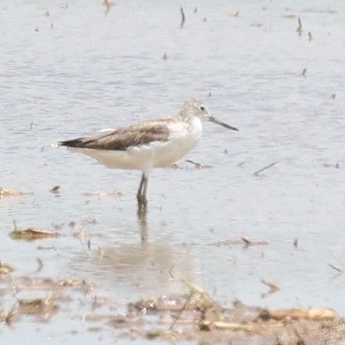 Common Greenshank - ML620768400