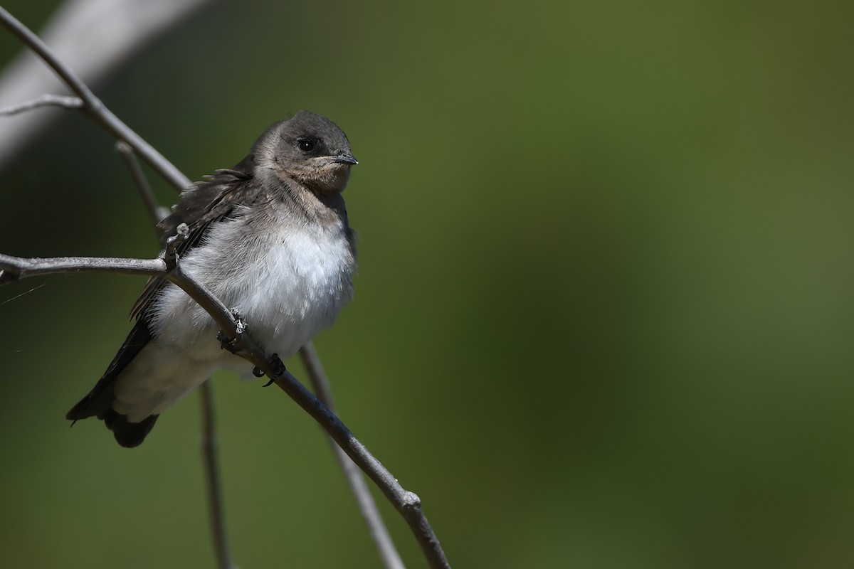Northern Rough-winged Swallow - ML620768402