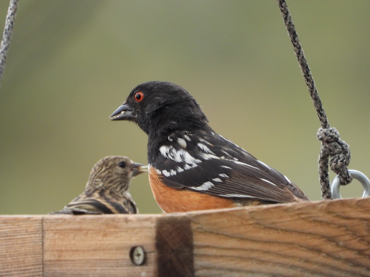 Spotted Towhee - ML620768416