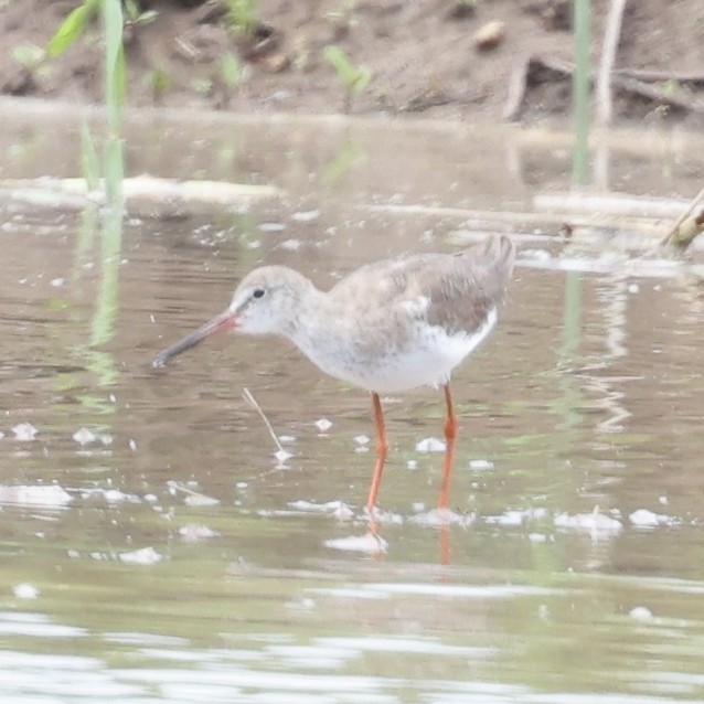 Common Redshank - ML620768419