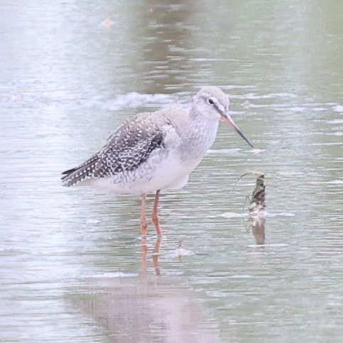 Common Redshank - ML620768420