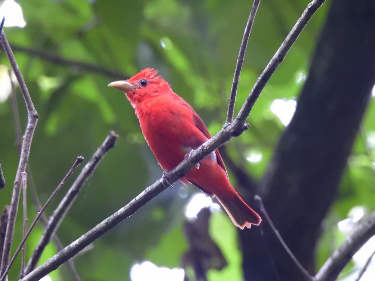 Summer Tanager - ML620768423