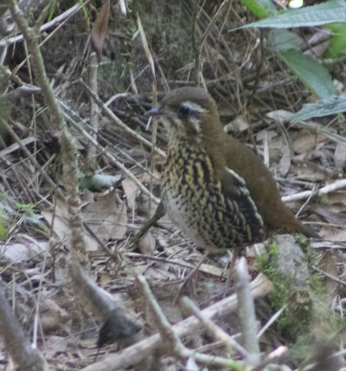 Rufous-tailed Antthrush - ML620768430