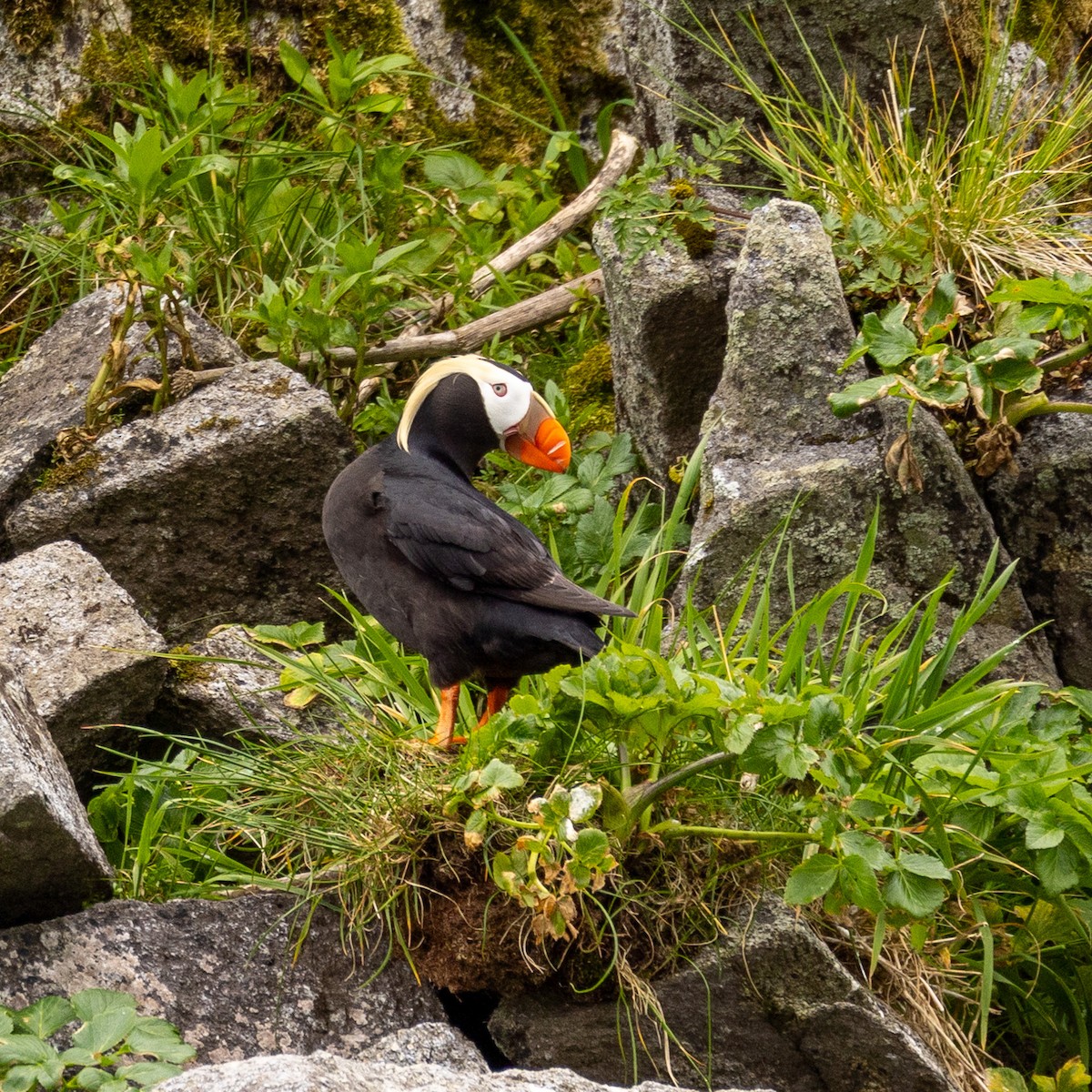 Tufted Puffin - ML620768431