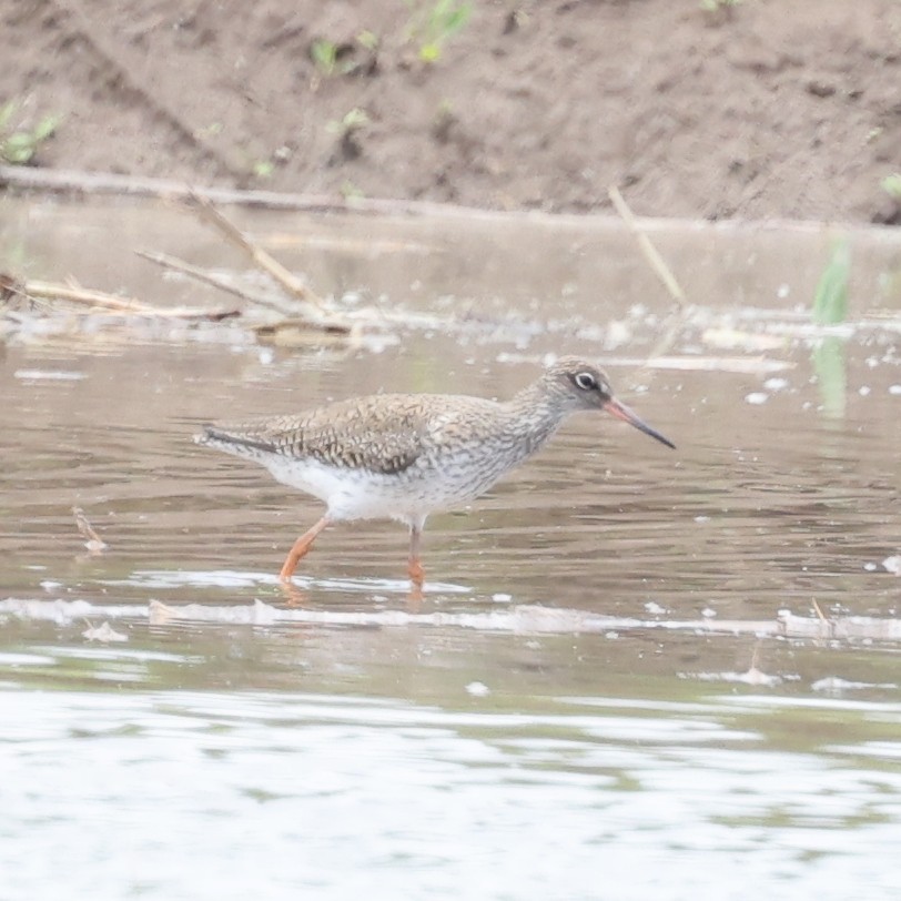 Common Redshank - ML620768432