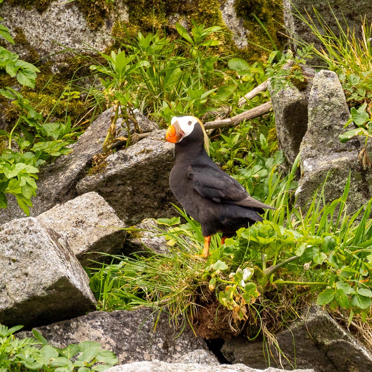 Tufted Puffin - ML620768437