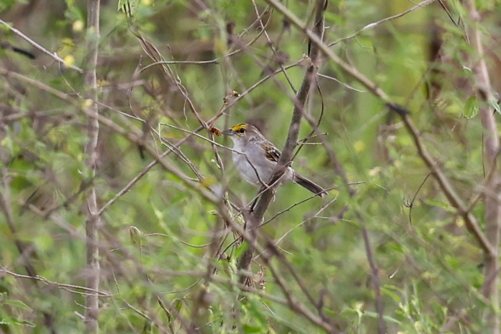 Yellow-browed Sparrow - ML620768440