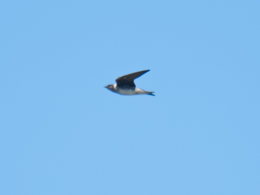 Purple Martin - ML620768446